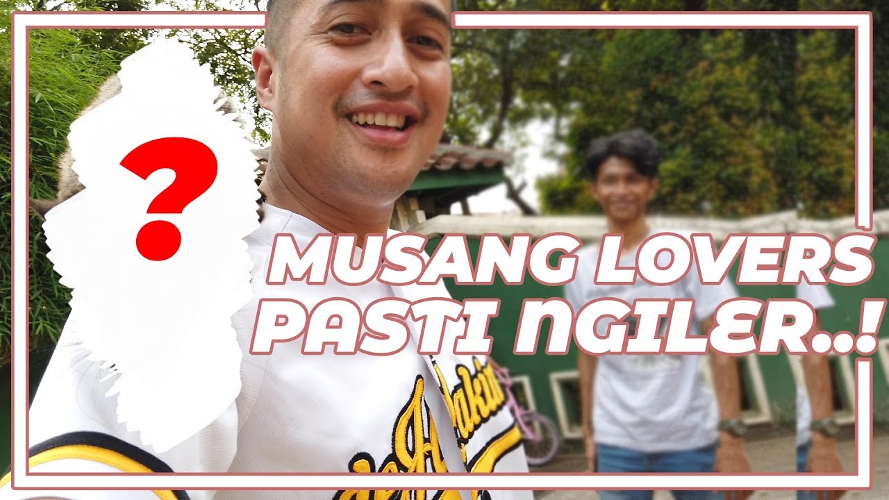 BUAT MUSANG LOVER PASTI NGILER LIAT INI..!
