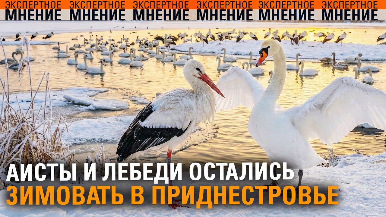 Аисты и лебеди остались зимовать в Приднестровье. Экспертное мнение ТСВ 20.01.2026