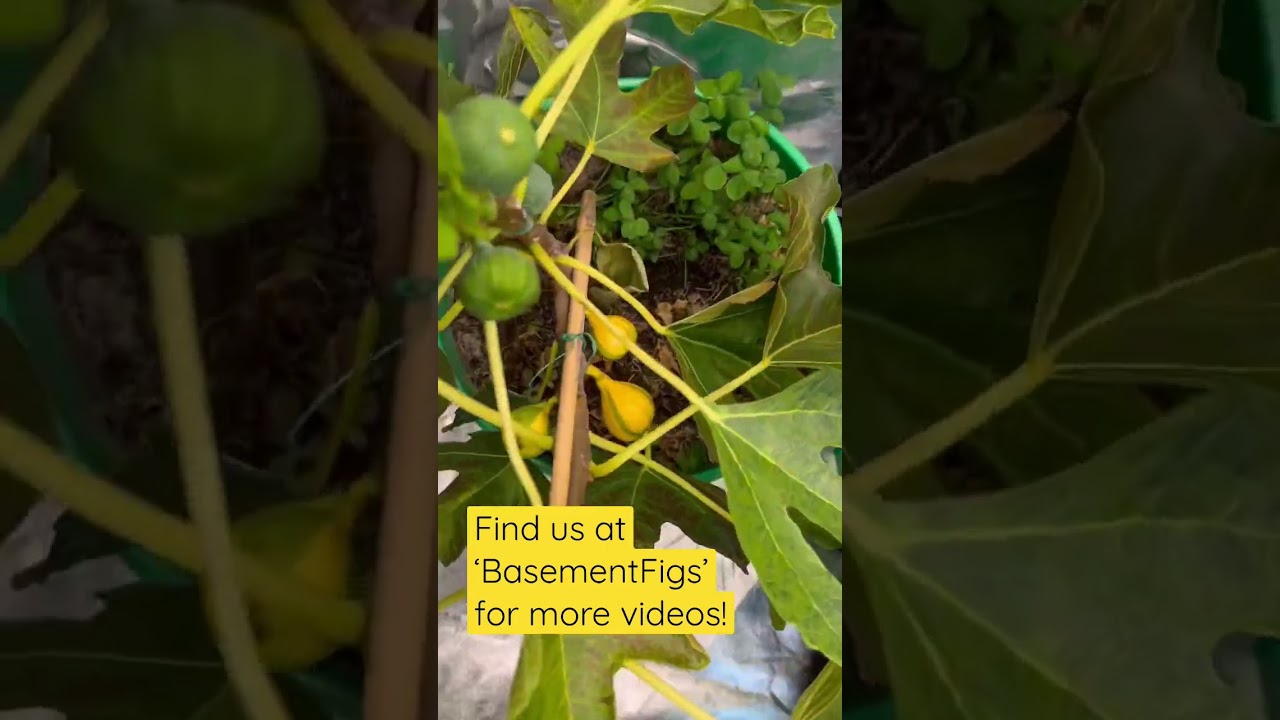 BasementFigs: GROW TENT UPDATE (Oct 23, 2022) #figs #gardening #growtent