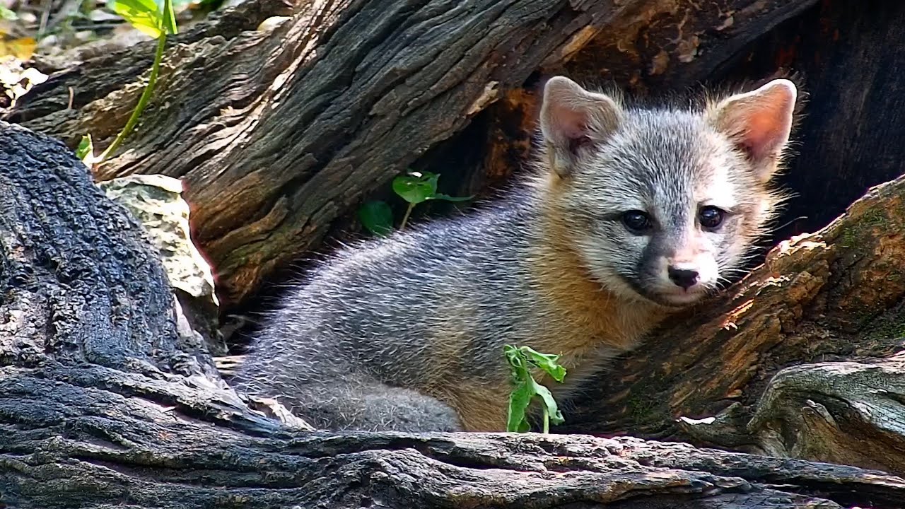 Семья серых лис: Часть 8 — Урок скалолазания для маленькой Фрэнсис