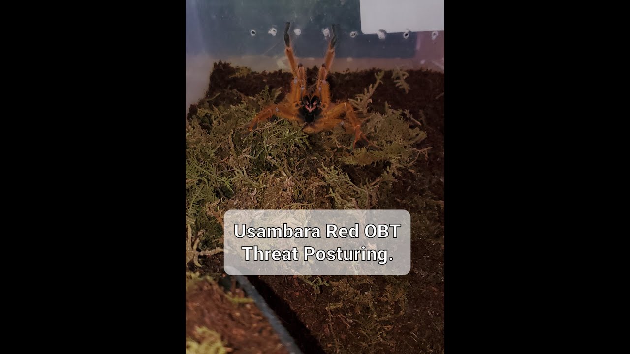 I Accidentally Startled My Usambara Red OBT (Pterinochilus Murinus) with a Cricket #obt #tarantula