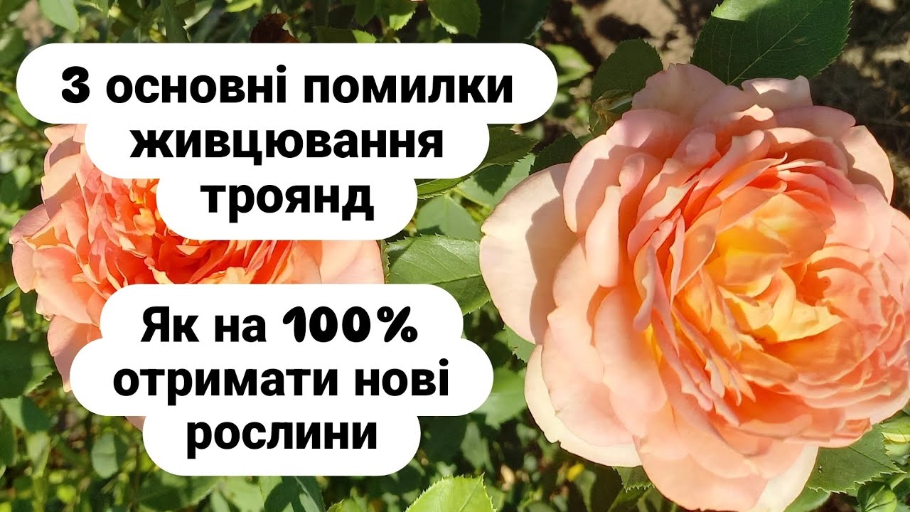 Основні помилки живцювання троянд/rose cuttings