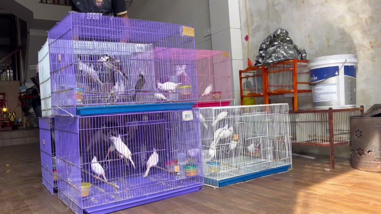 Những con chim chào mào đột biến được nuôi sinh sản thành công và đang được tung ra thị trường 