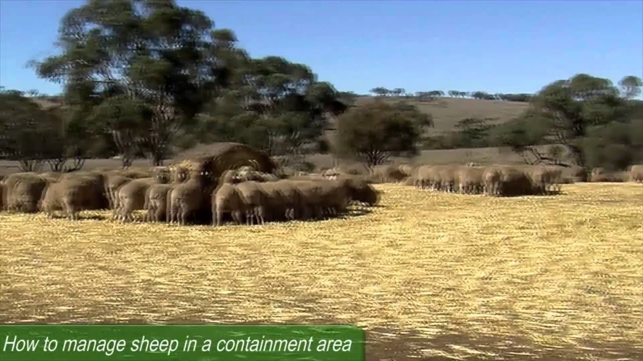 How to manage sheep in a containment area.