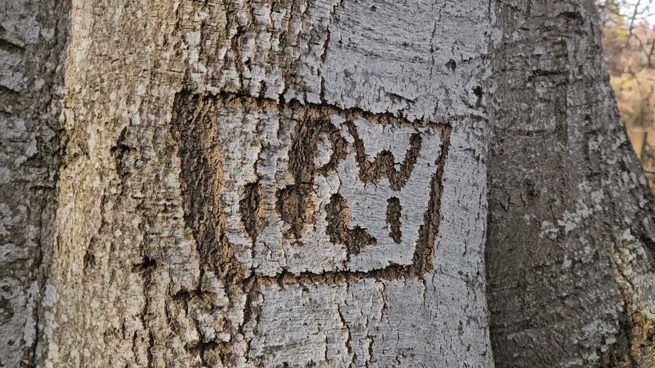 Varios tree engravings at speyside