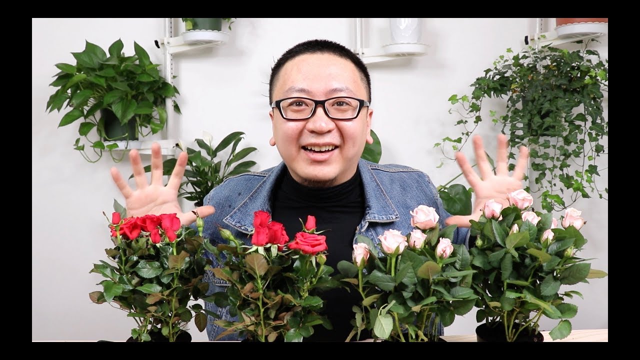 种一大盆玫瑰，开花能看到春节 【坤哥玩花卉】