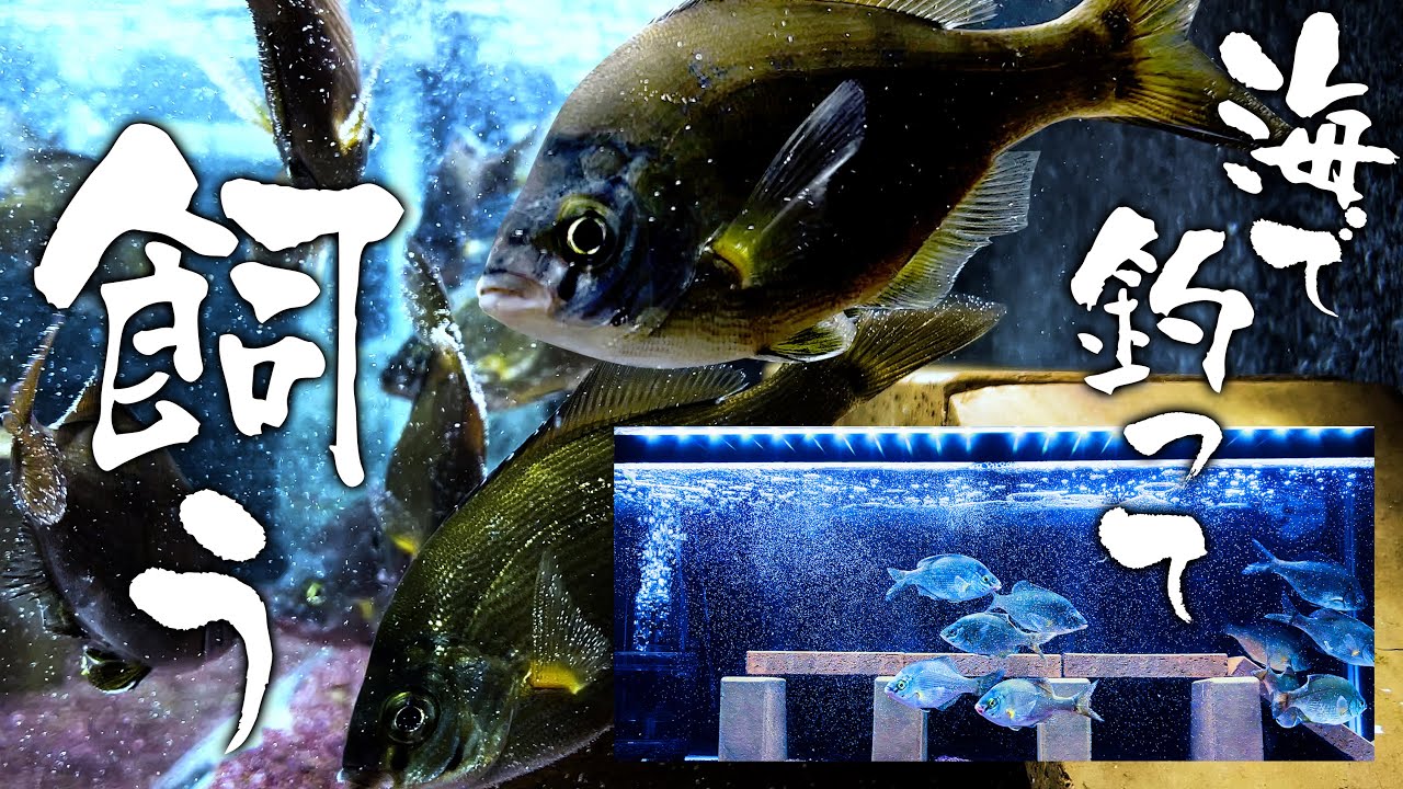 【釣って飼う】神奈川の海で釣れた初めて見る魚を、全部水槽に入れたら「崩壊」したので食べる【金沢水際線緑地（福浦岸壁）】【ウミタナゴ/マタナゴ】