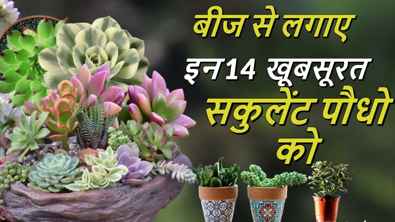 बीज से लगाए इन 14 खूबसूरत सकुलेंट पौधो को !! Grow these Lovely Succulent