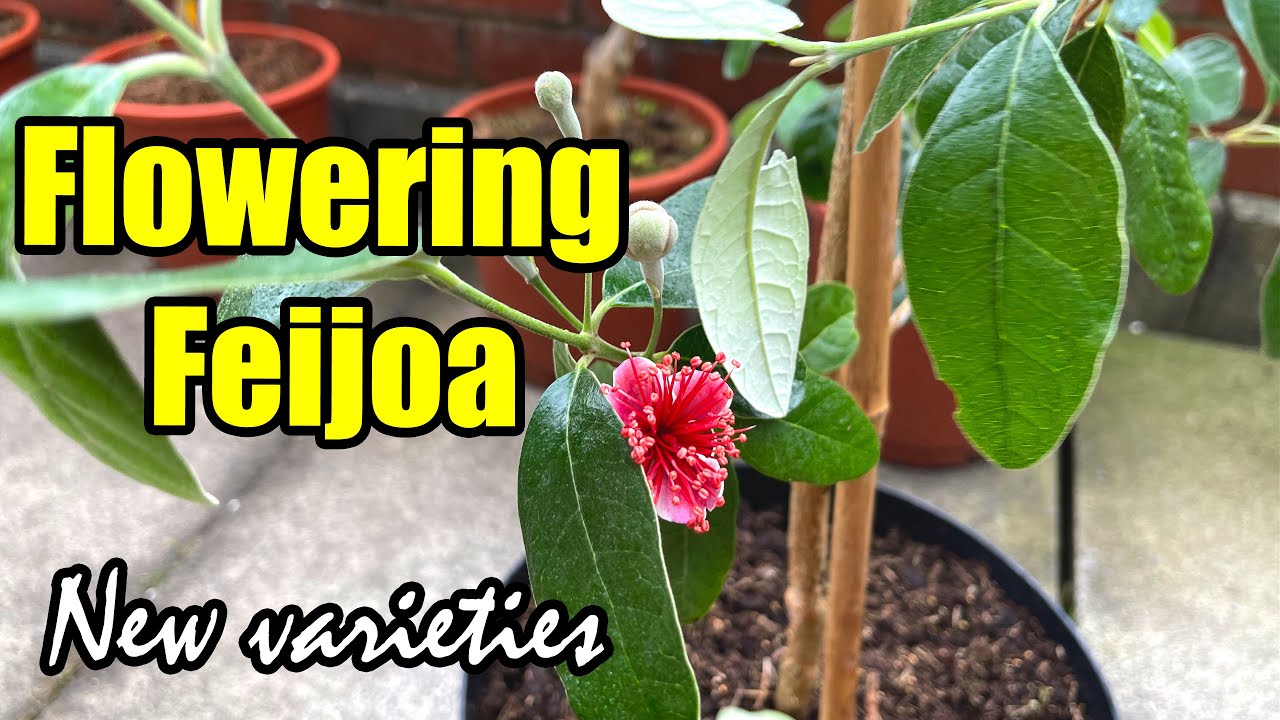 Flowering Pineapple Guava / Feijoa - New Arrivals