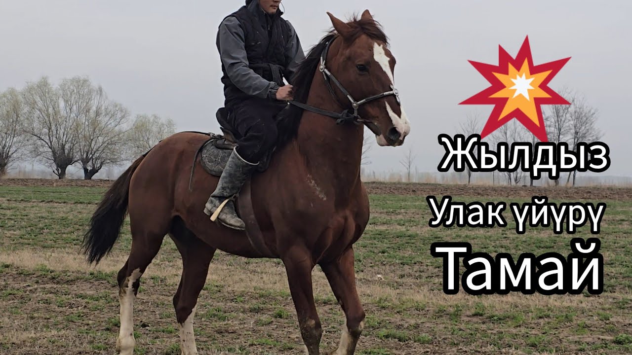 Бүгүн 8 март 2026 Улак үйүрү тамай Ат чыкты #horse #арабскиелошади #rek #продажалошадей #лошадки 