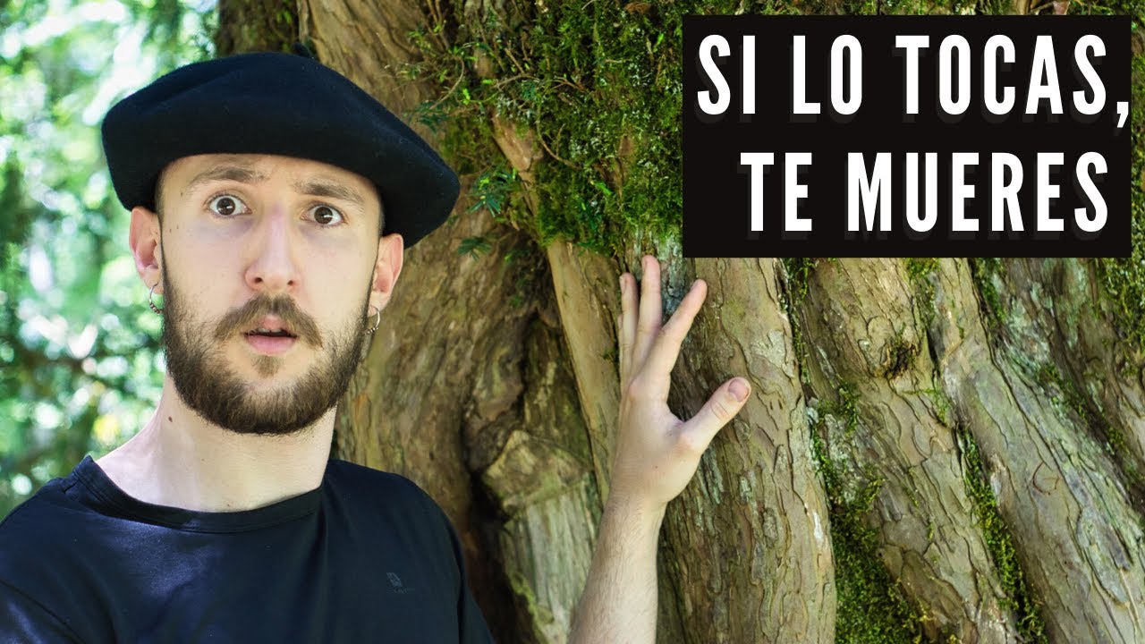CUIDADO CON ESTE ÁRBOL, ES MUY TÓXICO Y PELIGROSO - EL TEJO