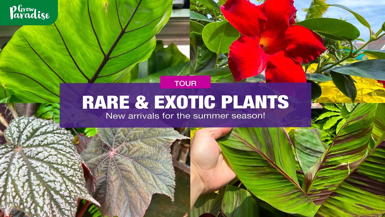 UK tropical garden & rare plant nursery tour