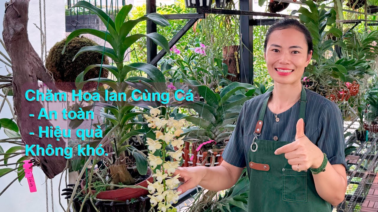 Chăm hoa lan  an toàn hiệu quả không khó. #orchid #aloevera#hoa Lan#nha_đam#orchidcare