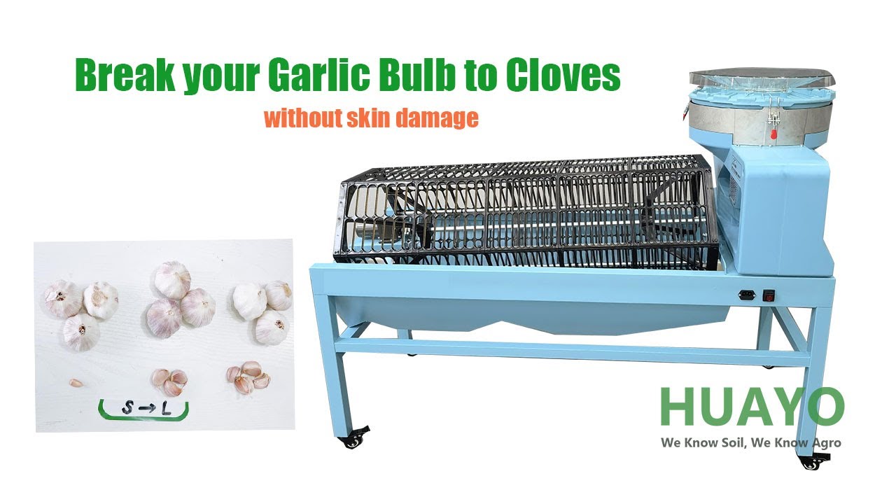 Break Garlic Bulb to cloves without damage and Sort Garlic with sizes | HUAYO AGRO