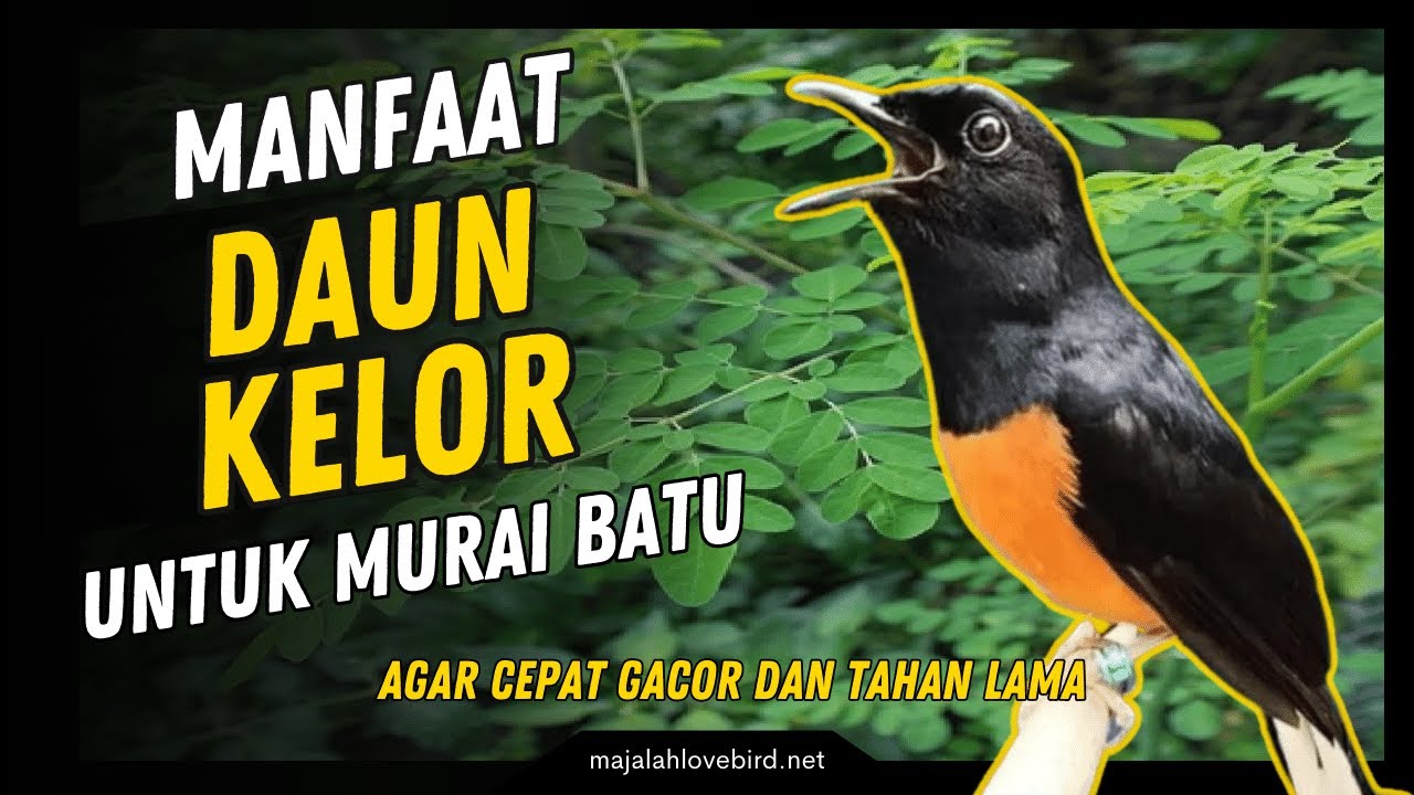 7 Manfaat DAUN KELOR Untuk MURAI BATU Agar Cepat GACOR dan Tahan Lama