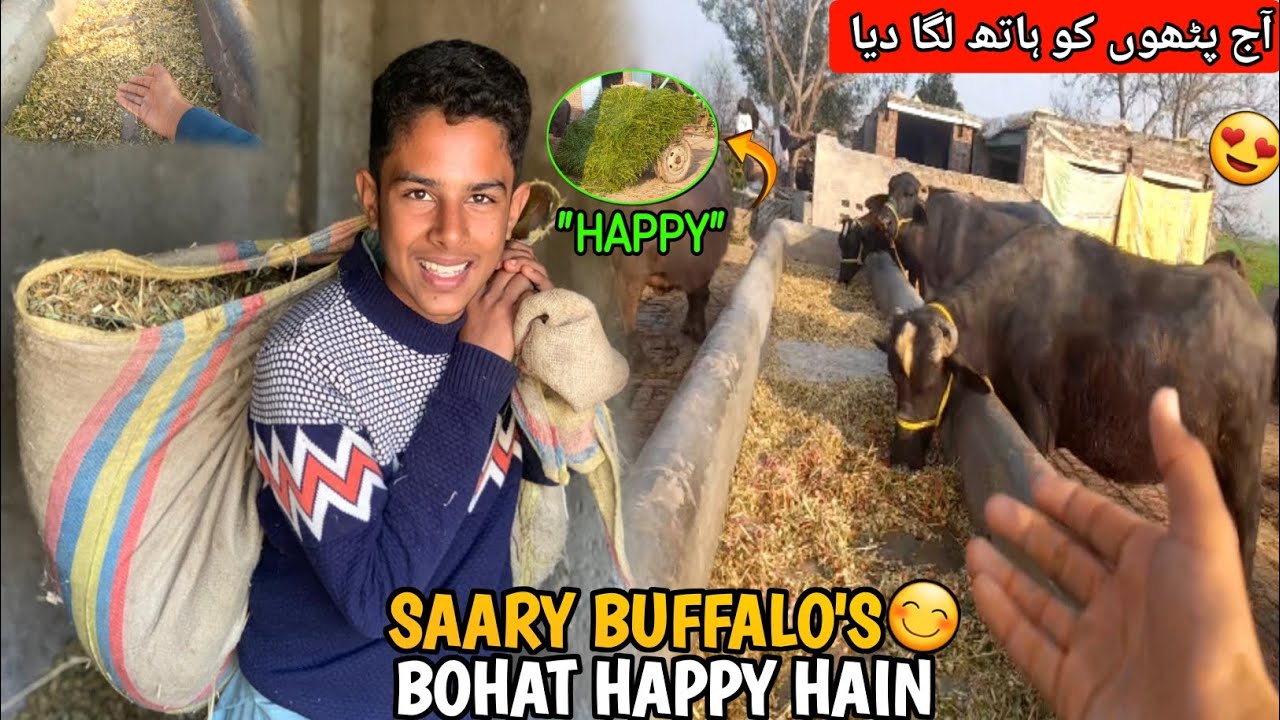 SAARY BUFFALO'S😃BOHAT HAPPY HAIN & Abdul wahab vlogs 