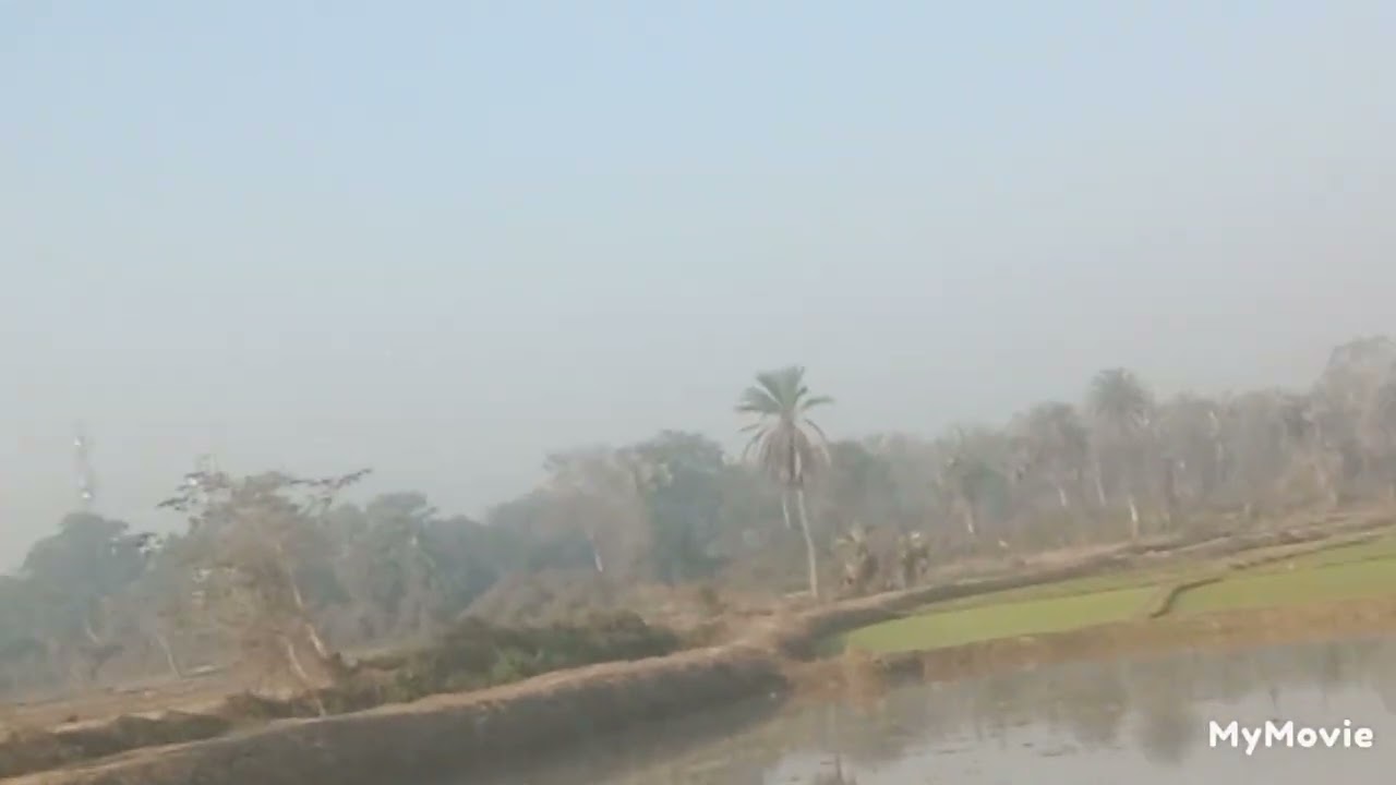 ধানক্ষেতে স্যার ছড়াচ্ছেন @gmblogsandchannel8684 