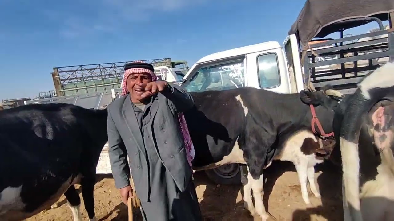 محافظة الرقة سوق وبيزار العدنانية سوق وأسعار الأبقار الحلوب للتواصل الفاعوري 00963934125198