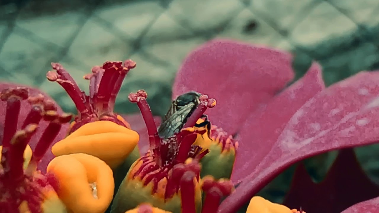 Redmi note 8 macro shot bee. #Redminote8 #Macrovideo