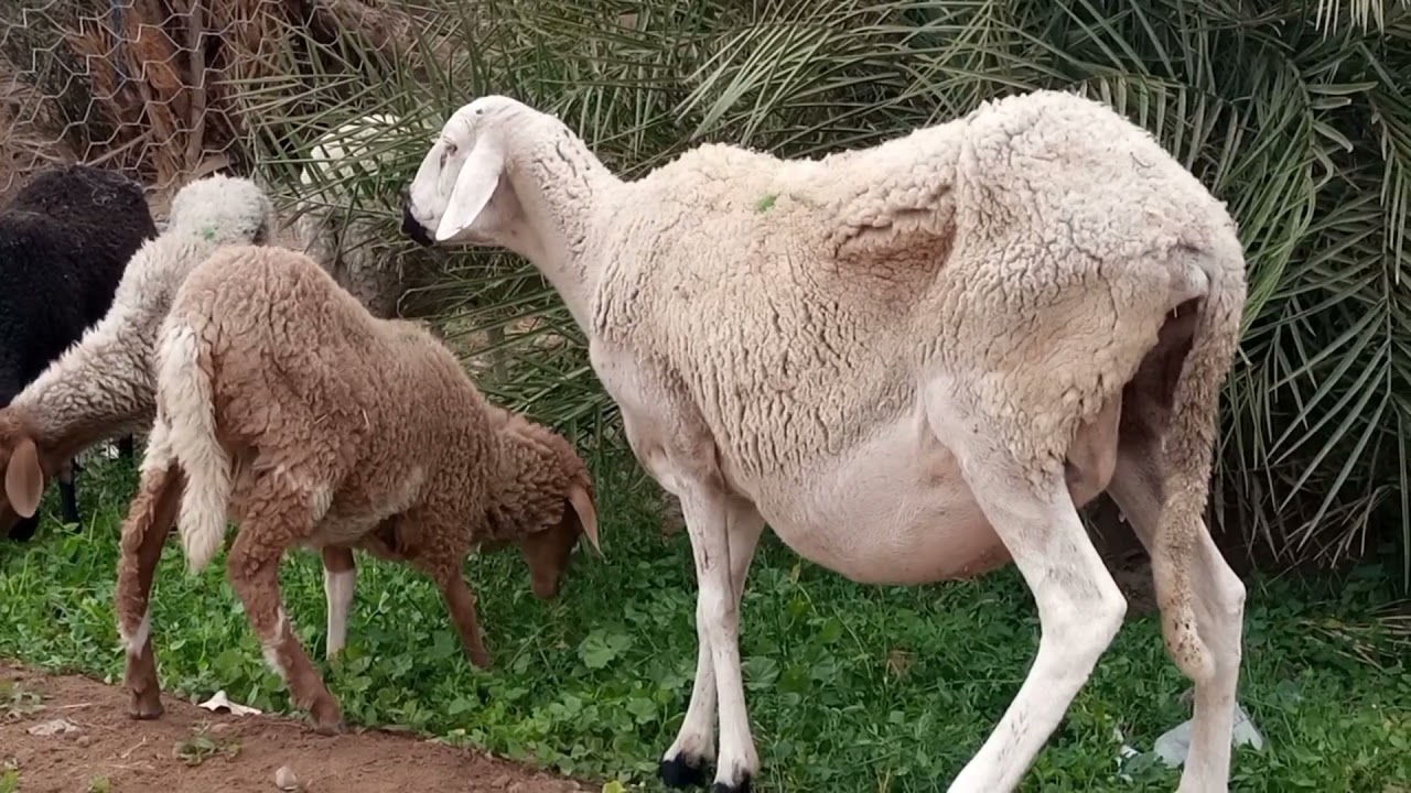 علامات الحمل أو العشر عند الغنم