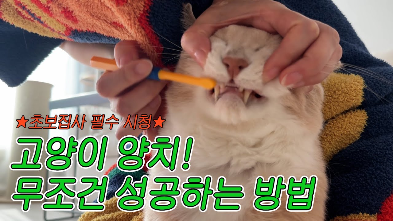 스케일링 막은 고양이 양치하는 방법! +칫솔, 치약 추천 (광고아님)