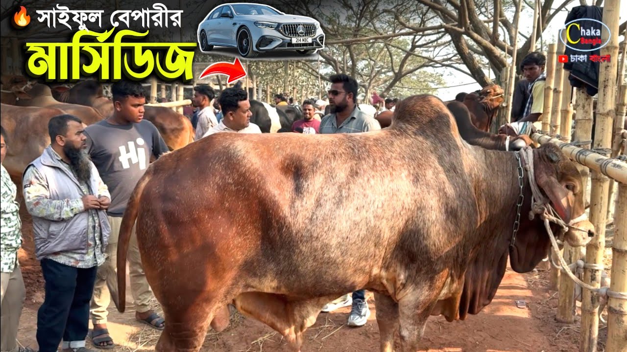 ভাইরাল সাইফুল বেপারীর 
