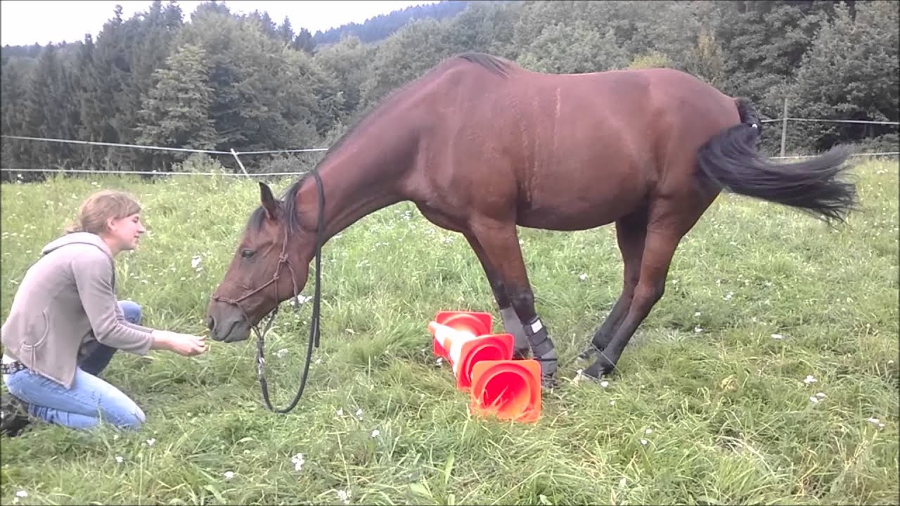 Bergziege Tutorial I Yo lernt Bergziege