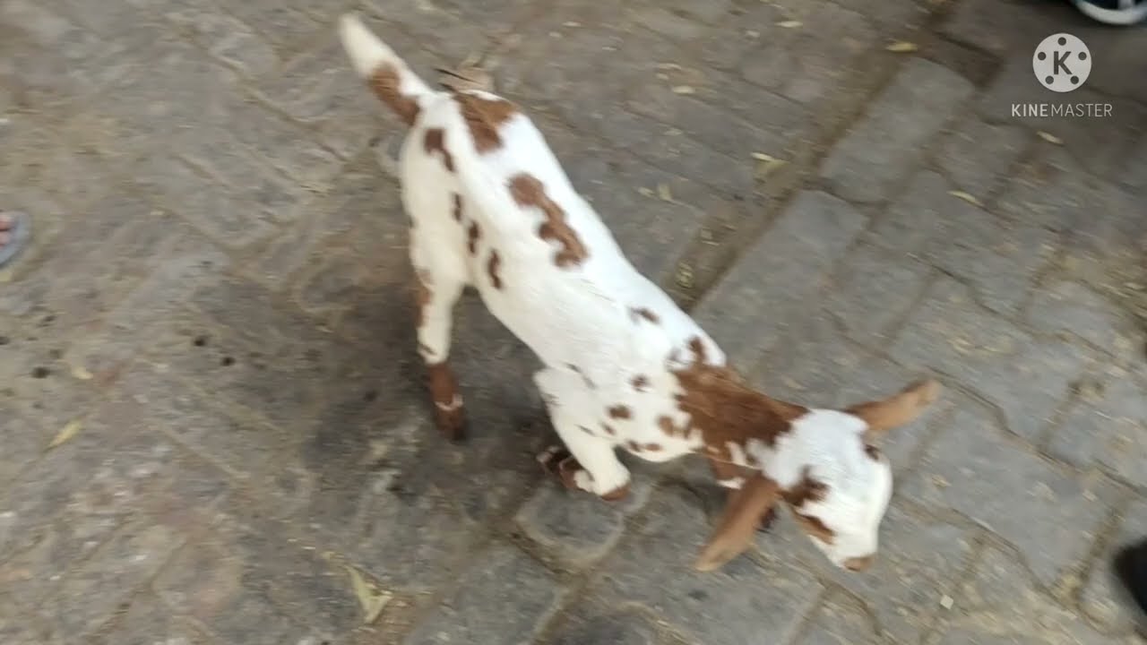 Enzootic ataxia ! Copper Deficiency in Goat Kids !