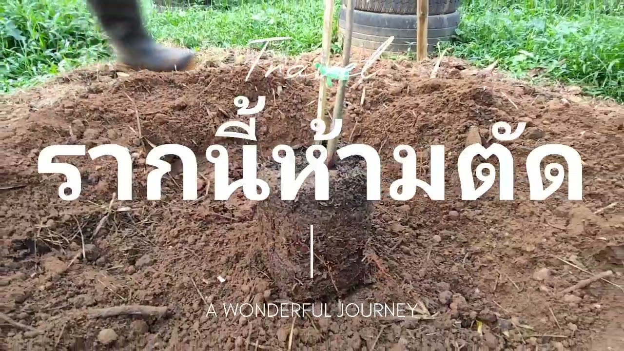 #ปลูกทุเรียนแผ่รากข้าง ตัดรากแก้ว (ดูวิธีก่อนตัดราก)