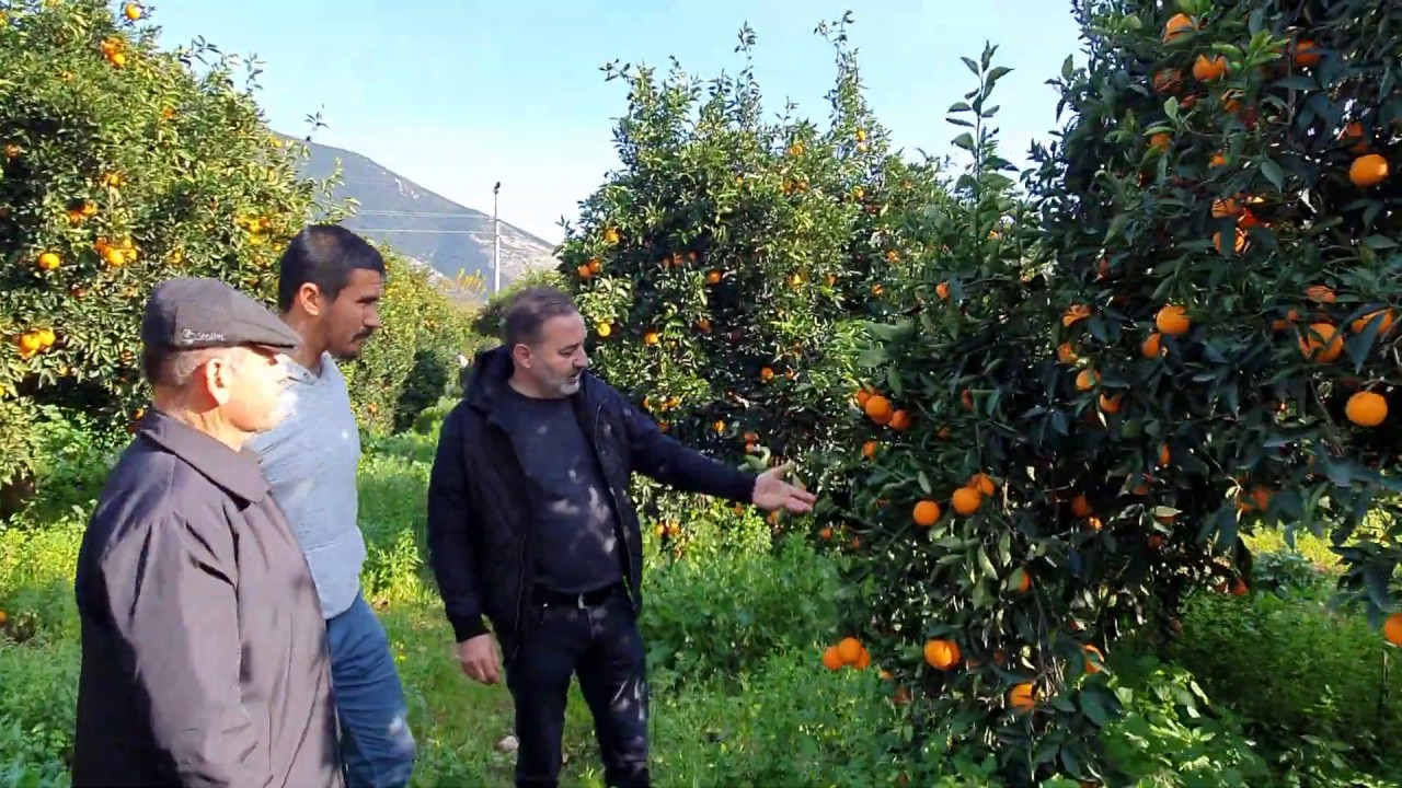 Portakal Ağaç Kuruması Meyve İrileştirme Sorunu Nasıl Düzelir?