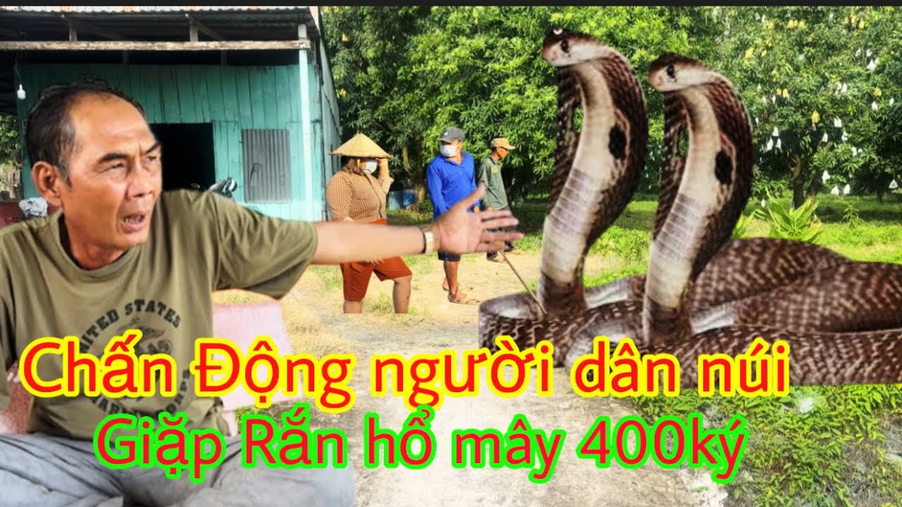 Chấn động:Người dân núi cấm chạm mặt R:ắn hổ mây 400ký xuống đường lộ