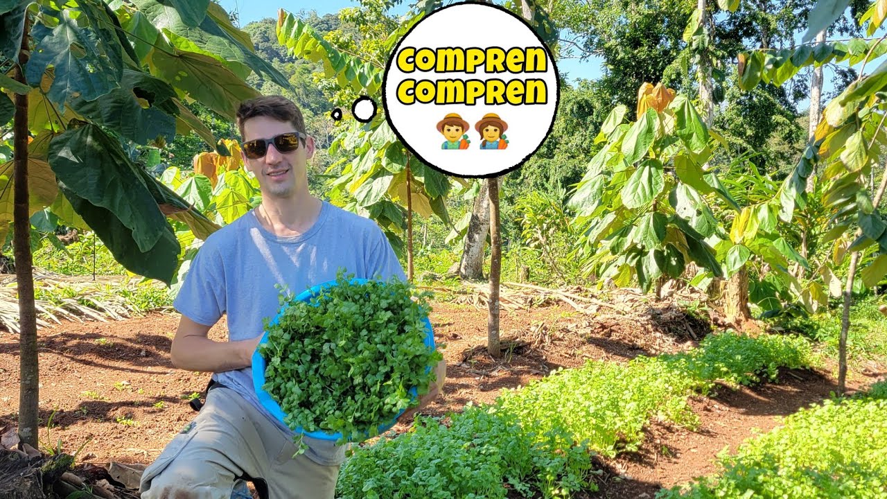 SEMBRAMOS CILANTRO PARA VENDER 👩‍🌾👨‍🌾💕| (Me atacaron las avispas😅🤧🐝🐝)