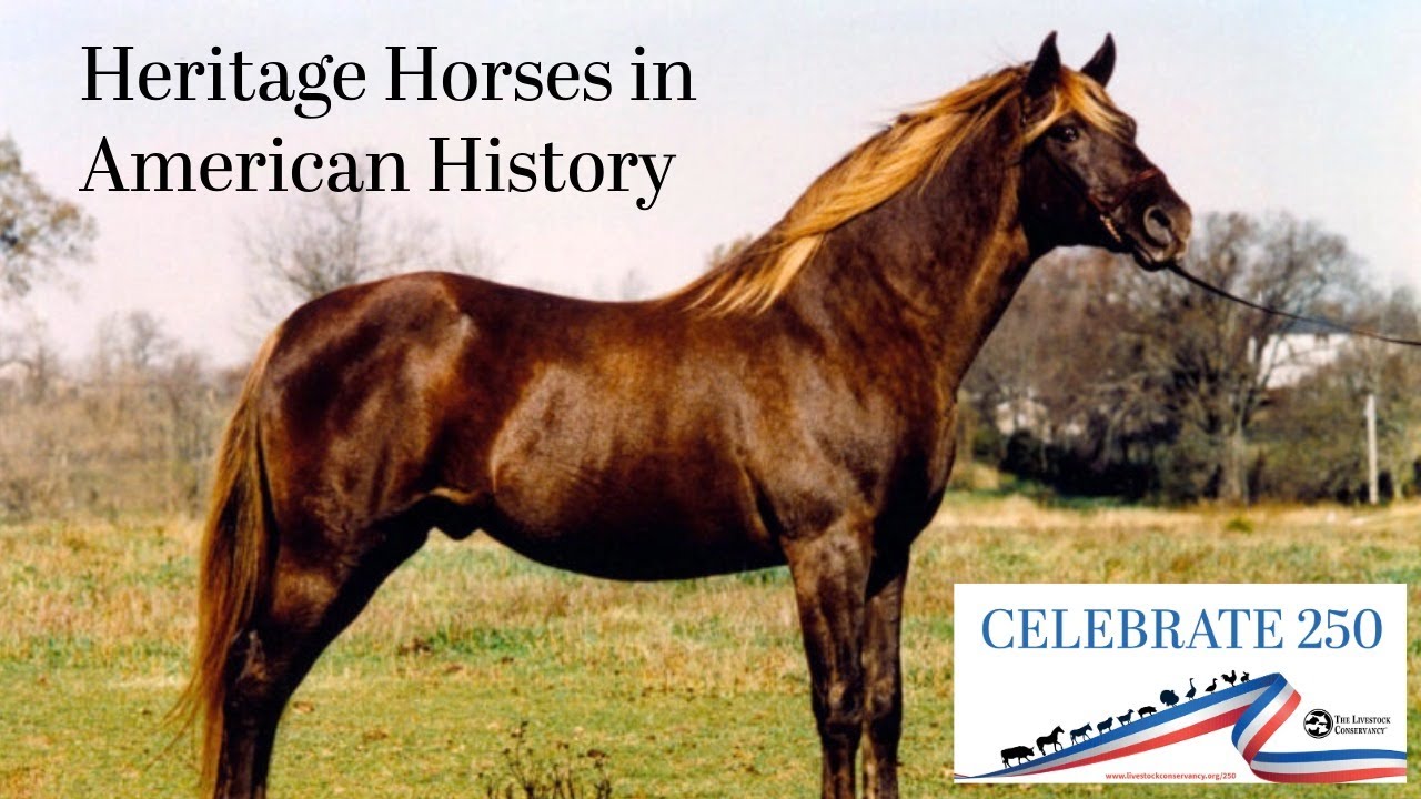 Heritage Breeds and Flocks: Heritage Horses in American History