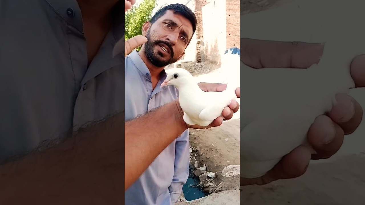 Kabutar pakra #shorts #youtubeshorts #kabutar #pigeon