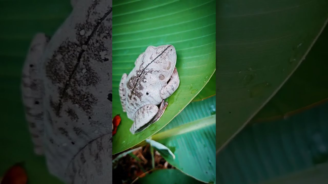 Renova&ccedil;&atilde;o radical dos canteiros h&uuml;gelkutur