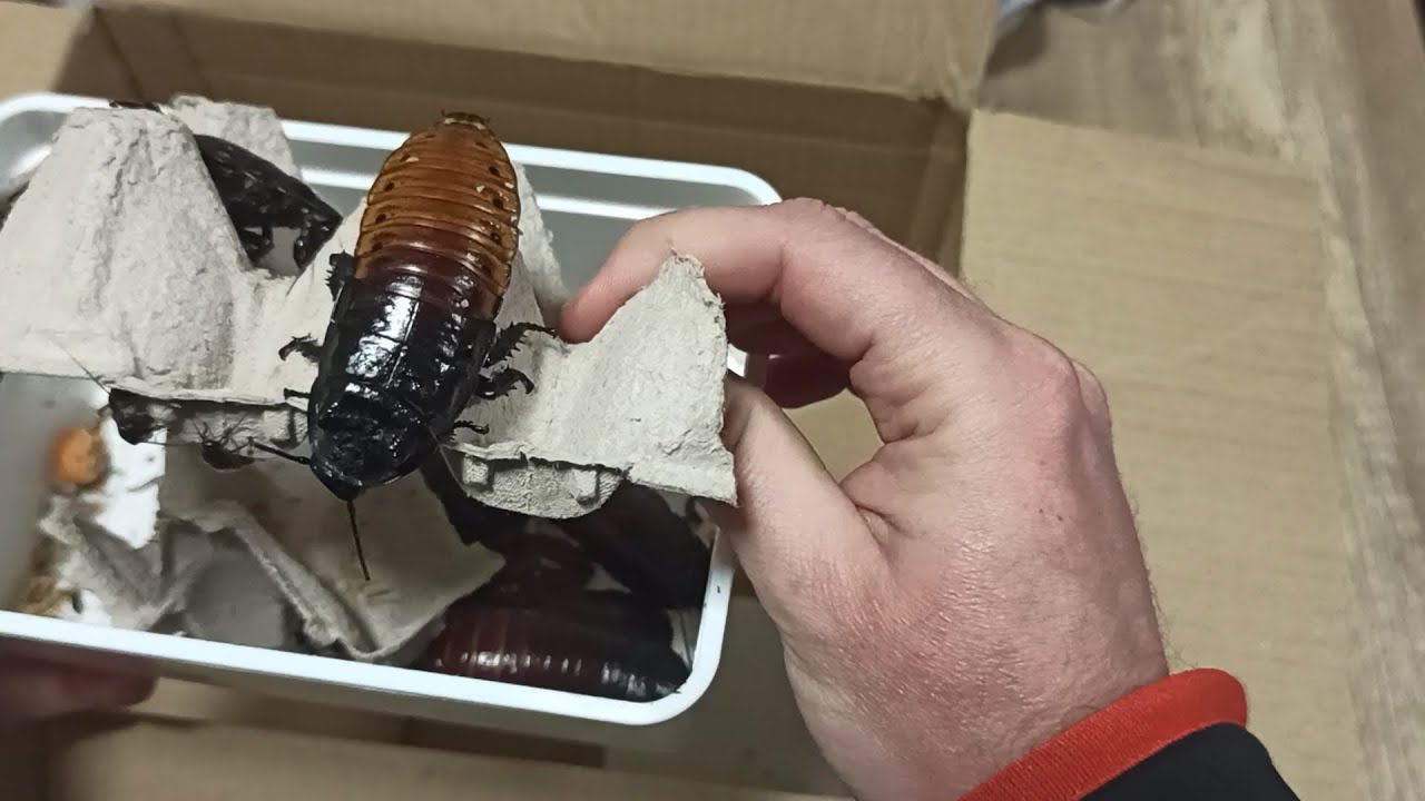 Nuevos ISOPODOS Y CUCARACHAS GIGANTES de Madagascar