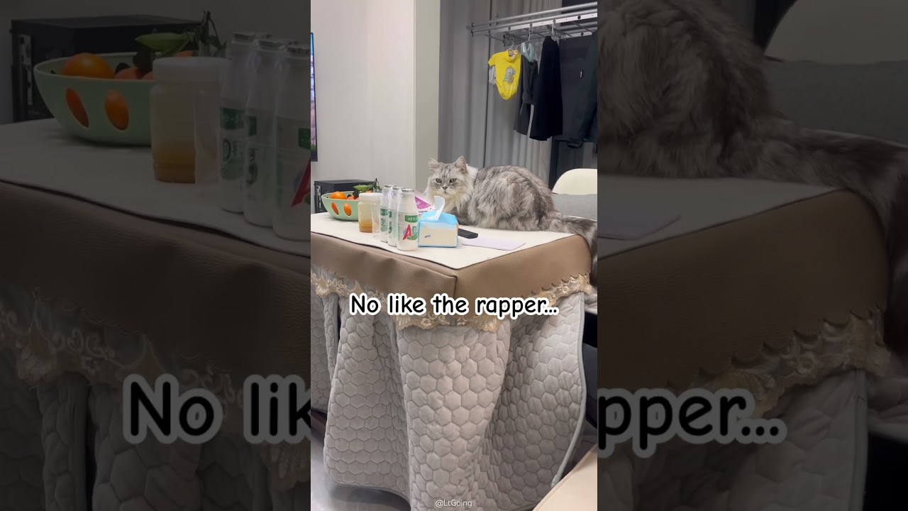 #cat #funny #cuteanimal #catcute #pets #catcute  #cute #cutepet #kitten #kitty #catshorts #cats