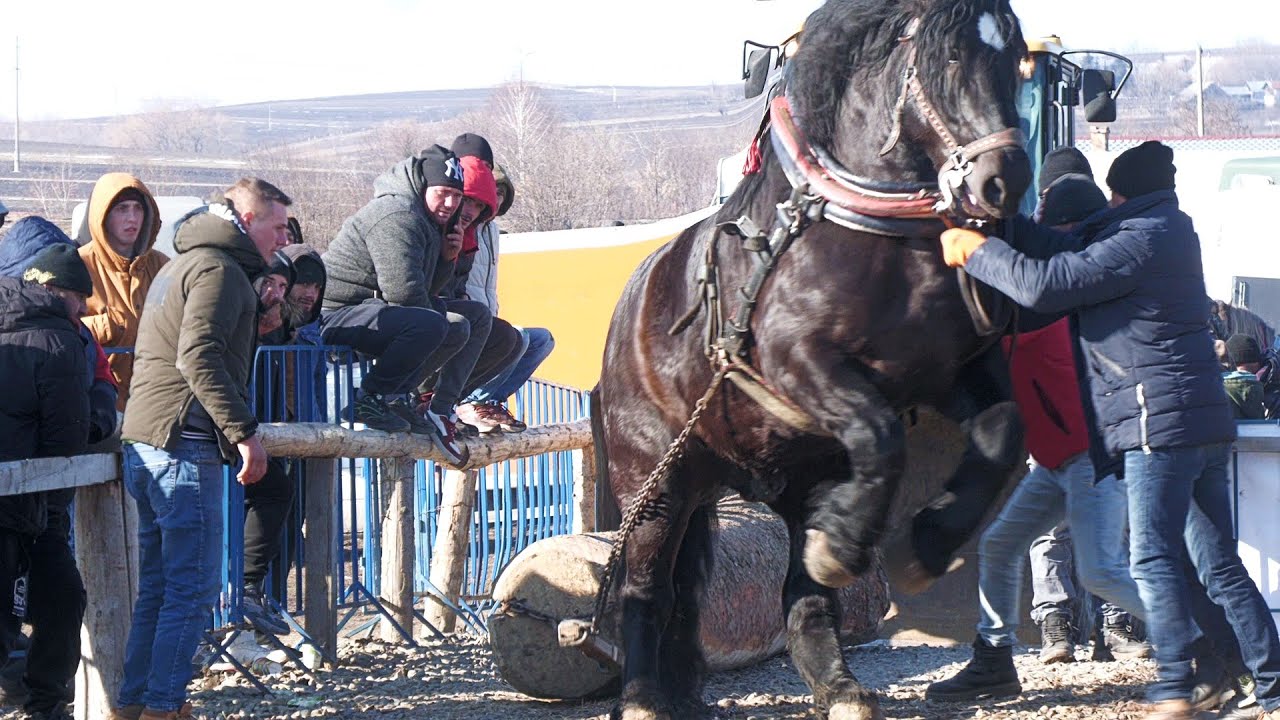 Cai de tracțiune proba de simplu Trei Movile-Bucovina 22 Februarie 2025 ep 3