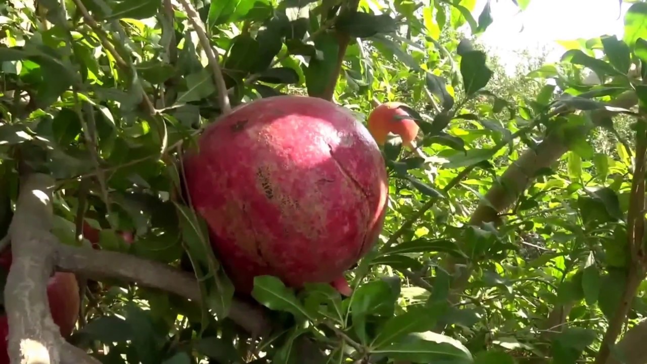 شاهدوا أكبر الرمان حجماً بالسعودية..