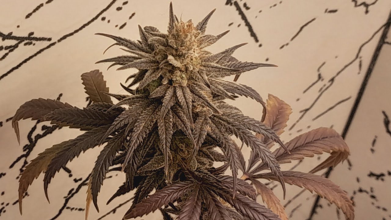 FIM DE FLORA: in&iacute;cio de novos projetos 