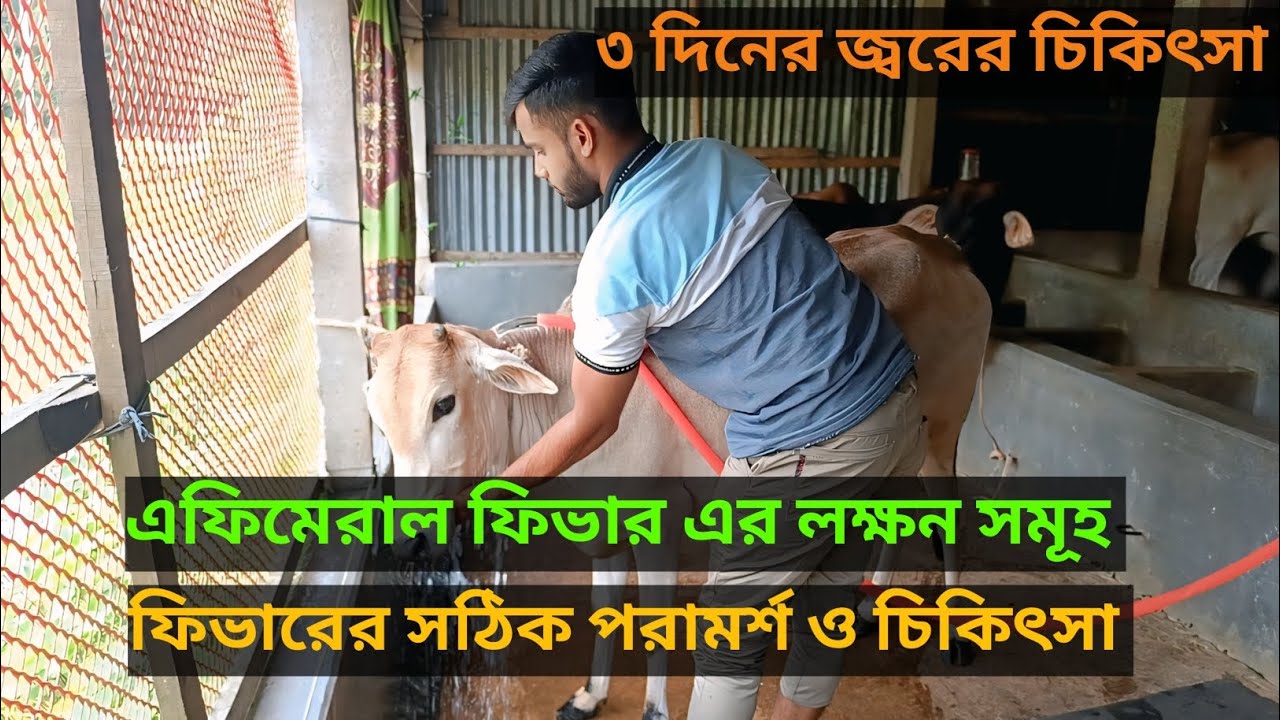 এফিমেরাল ফিভার এর লক্ষন সমূহ এবং ফিভারের সঠিক পরামর্শ ও চিকিৎসা।