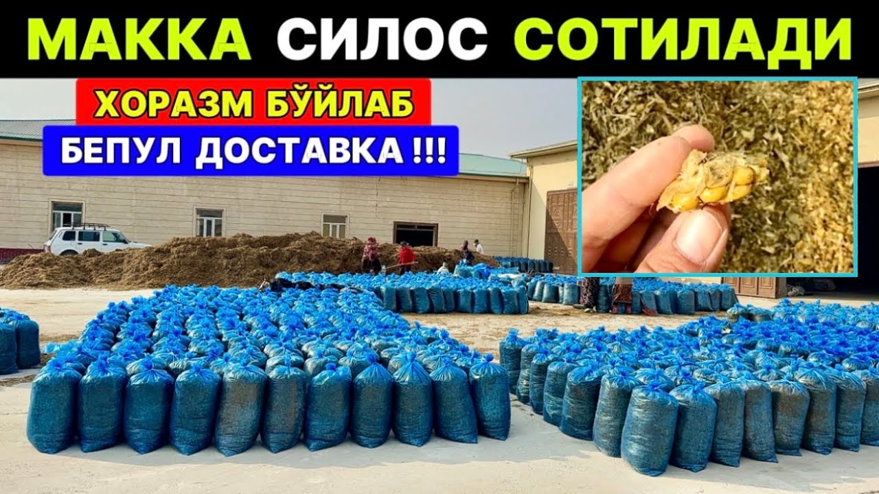 МАККА СИЛОС СОТИЛАДИ ХОРАЗМ ШОВОТ 18-ноября 2025 г.