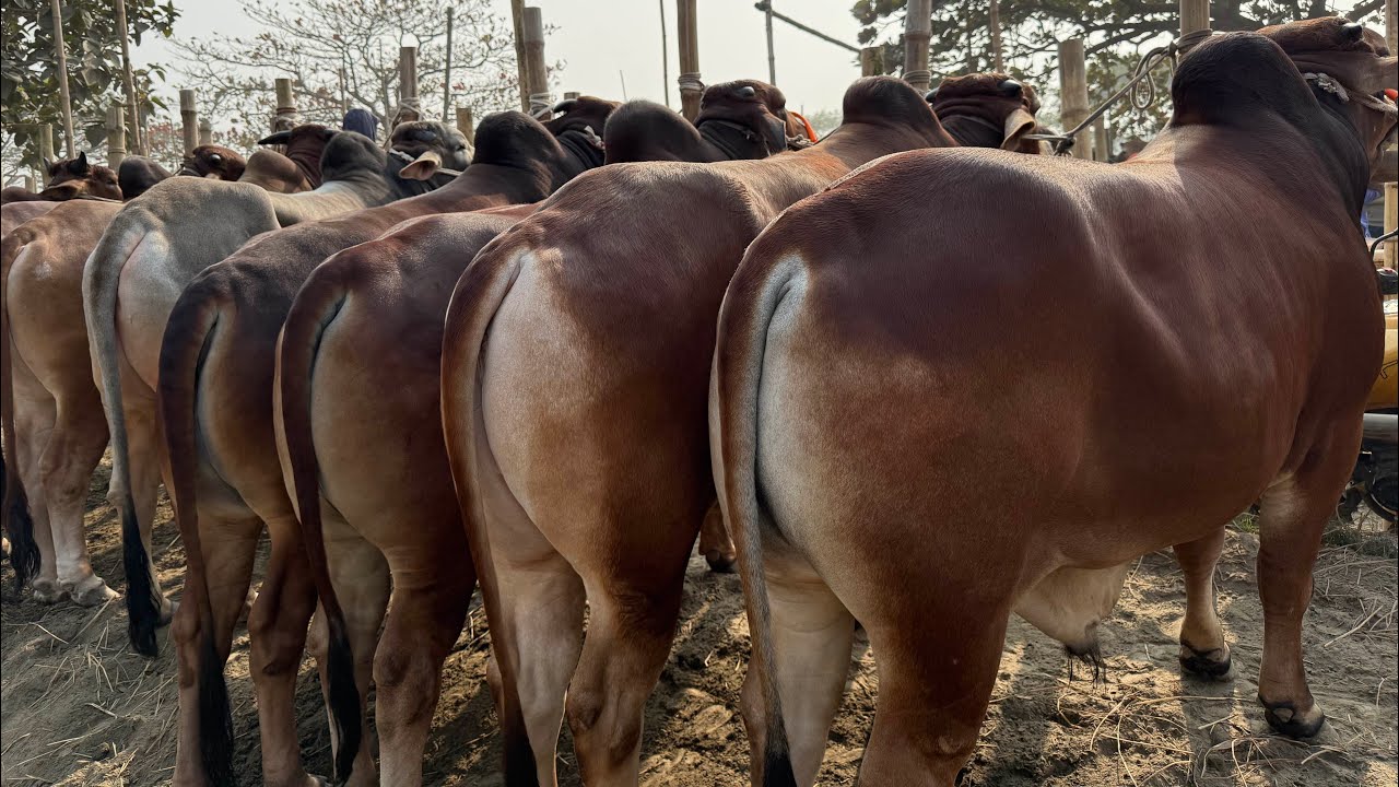 ঢাকার বিখ্যাত হযরতপুর হাটে ২০২৬ কুরবানী উপযোগী গরু ২৪/০১/২০২৬