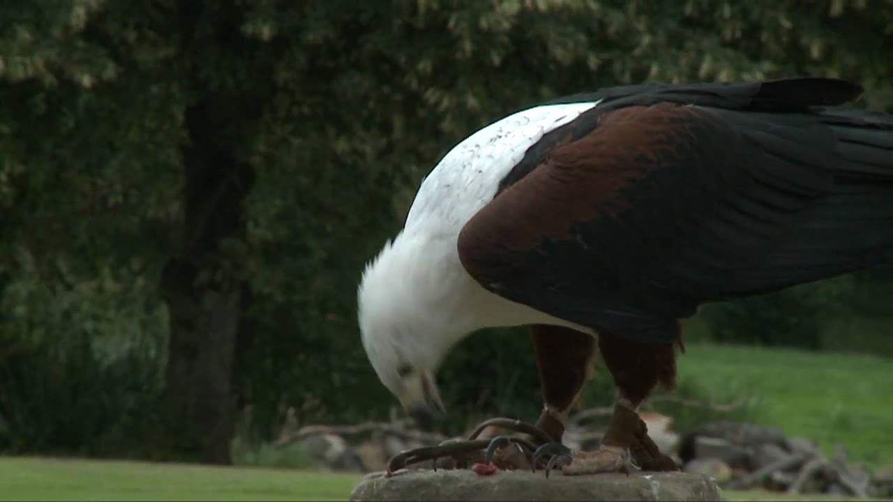 The International Centre for Birds of Prey - the ICBP