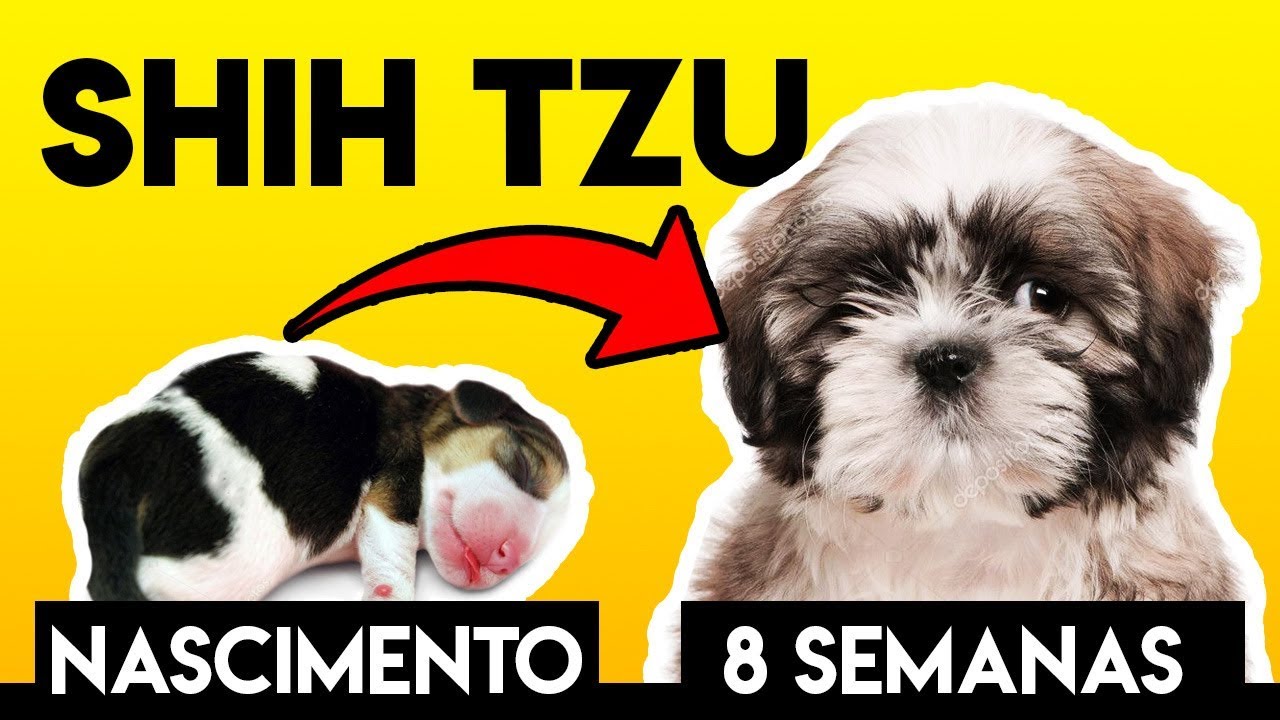 Shih Tzu Filhote Nascendo, 30 dias, 45 dias, correndo e brincando. Incrível!