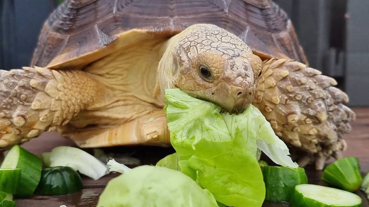 陆龟食材 第一集～调配DIY