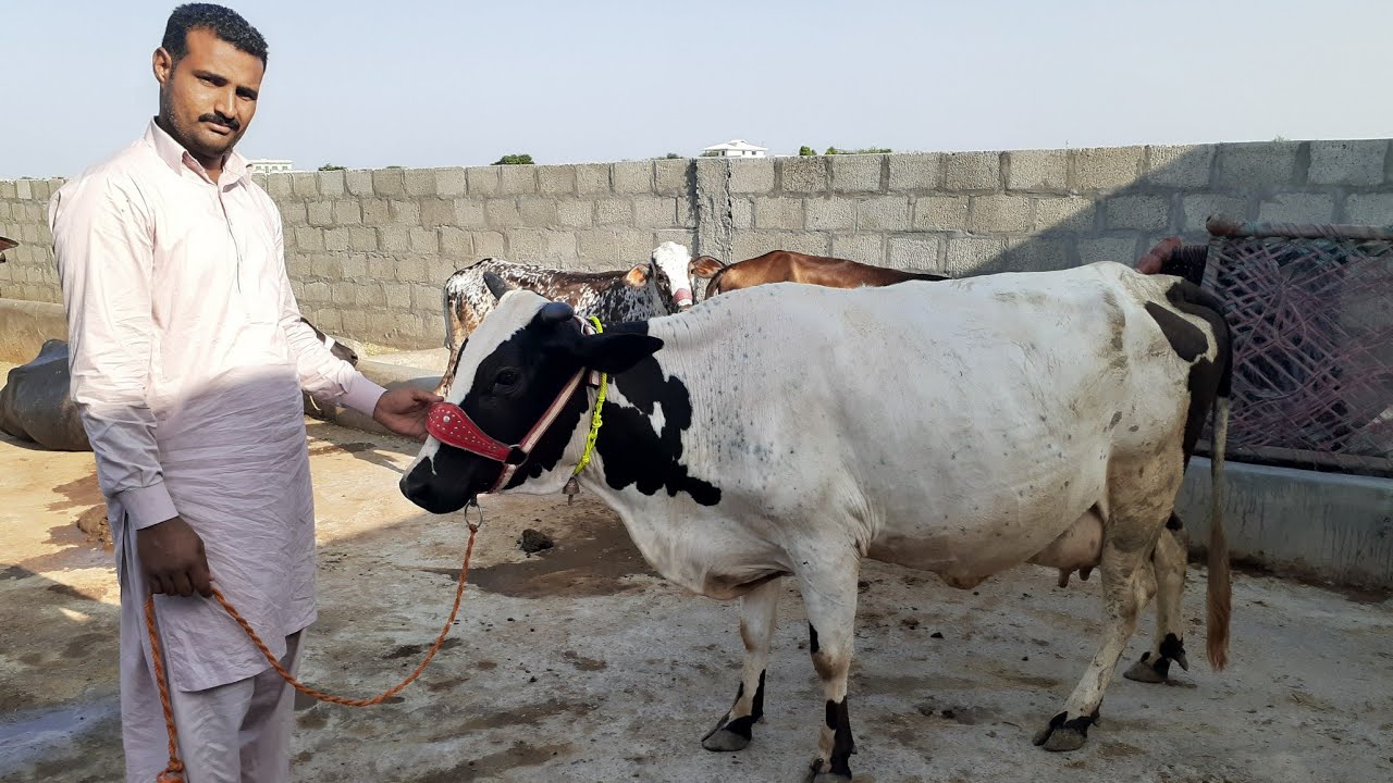 ایک بلکل تیار سونے والی گاے ایک بلکل تیار سونے والی بھینس براے فروخت محمد سلیمان کرنانہCow & Buffalo