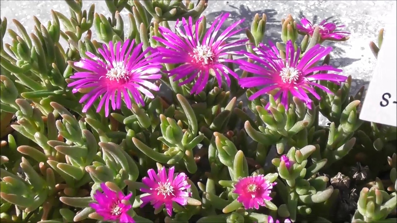 Delosperma cooperi: Trailing Iceplant - Rote Mittagsblume