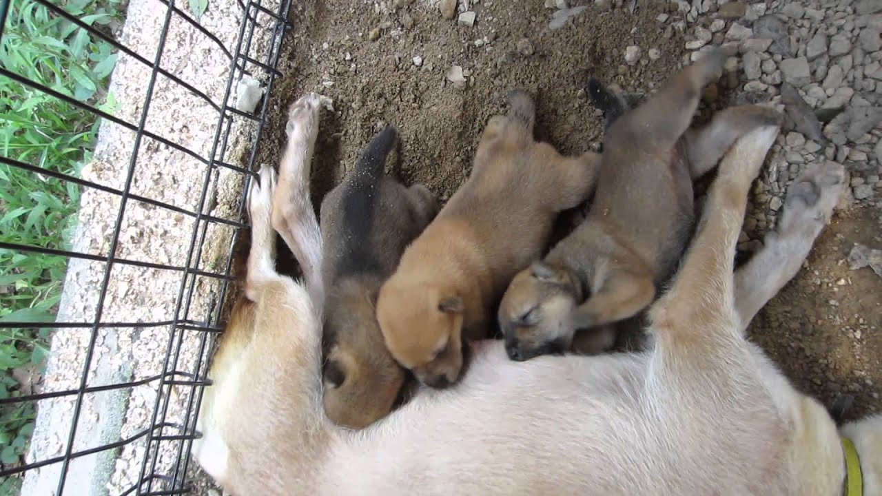 子犬の豪快な飲みっぷり