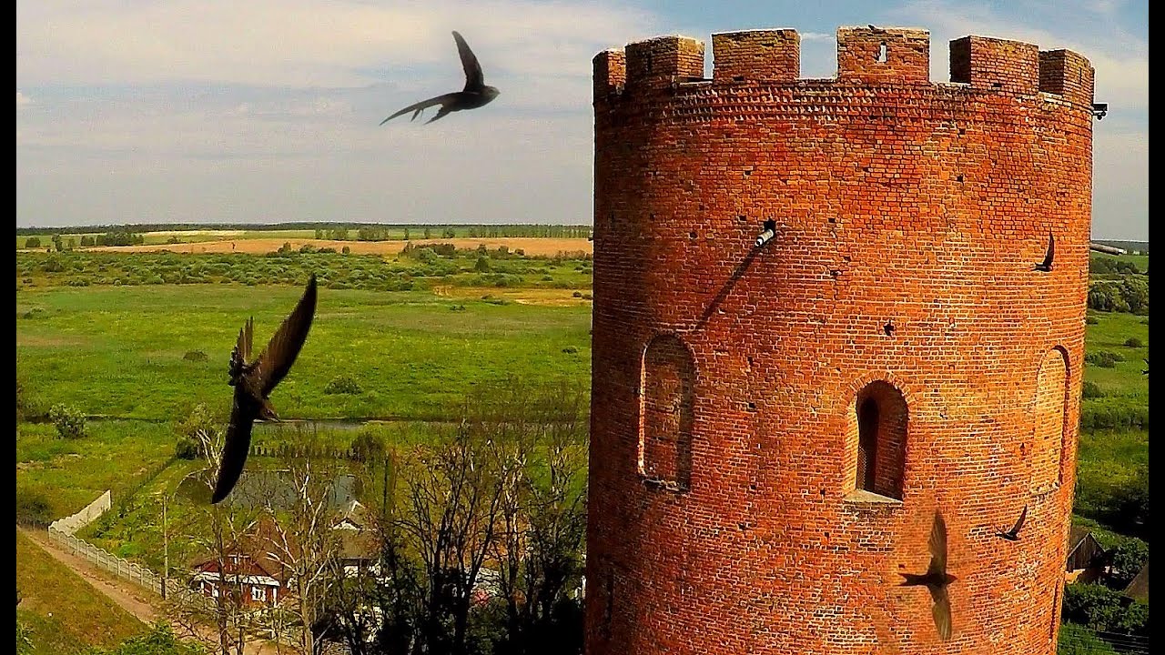 Черный стриж (Apus apus) - Common swift - Kamenets tower | Film Studio Aves